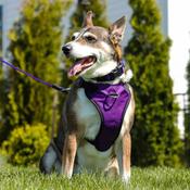INSPIRE Dog Harness, Purple image