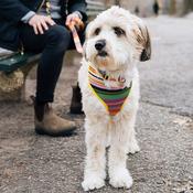 SUBLIME Reversible Dog Harness, Stripes &amp;amp; Gold image