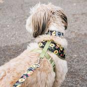 SUBLIME Reversible Dog Harness, Sunflower &amp;amp; Green Argyle image