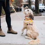 SUBLIME Reversible Dog Lead, Stripes &amp;amp; Gold image