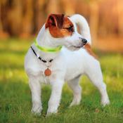 IMAC LED USB Rechargeable Collar, Small Dog image