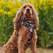 TWIGGY TAGS Adventure Harness, Aurora image