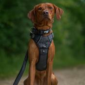 TWIGGY TAGS Adventure Harness, Petrichor image