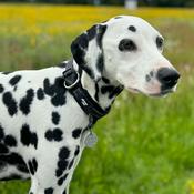 TWIGGY TAGS Adventure Collar, Petrichor image