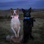 TWIGGY TAGS TrekBright Light-Up Collar image