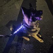 TWIGGY TAGS TrekBright Light-Up Lead Extension image