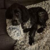 BEDDIES Calming Couch Cover for Pets