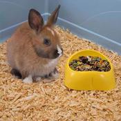 IMAC Fun Plastic Bowl for Small Animals, 11x4cm