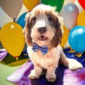 BERTS BOWS Happy Birthday Bandana image