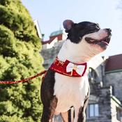 ACCENT Dog Collar Accessory, Burgundy Bow image