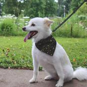 ACCENT Metallic Over The Collar Dog Bandana, Galaxy image
