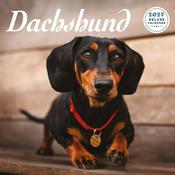 Dachshund Deluxe Calendar 2027 image