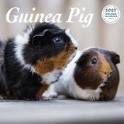 Guinea Pig Deluxe Calendar 2027
