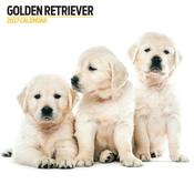 Golden Retriever Modern Wall Calendar 2027