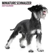 Miniature Schnauzer Modern Wall Calendar 2027