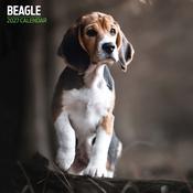Beagle Traditional Wall Calendar 2027