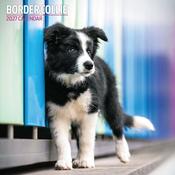 Border Collie Traditional Wall Calendar 2027