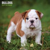 Bulldog Traditional Wall Calendar 2027 image