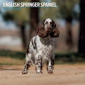 English Springer Spaniel Traditional Wall Calendar 2027