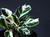 Calathea White Fusion