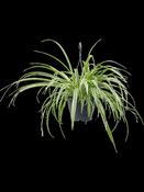 Large Chlorophytum - Spider Plant image