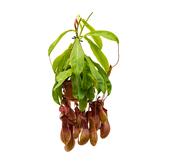 Nepenthes Alata image