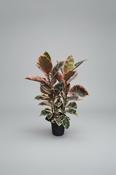 Ficus Elastica Belize image