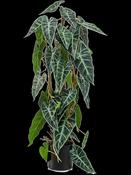Artificial Alocasia - 75cm