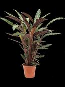 Calathea Rufibarba wavestar - 35cm
