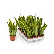 Small Snake Plant- Mother-in-law's Tongue - 35cm image