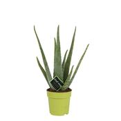 Aloe Vera - 25cm image