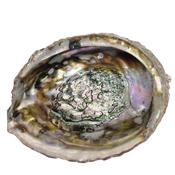 Paula Abalone Shell Haliotis Smudging Large image