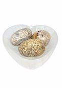 Natural Fossil Coral Cabochon Oval Shape Fossil, Morocco image