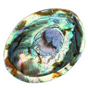 Abalone smudge shell Haliotis Fulgens A Quality Meauseum Quolity Large image