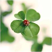 Greeting cards Good Fortune image