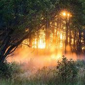 Greeting cards Forest sunset image