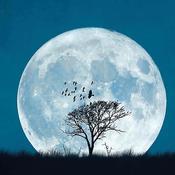 Greeting cards Full moon image