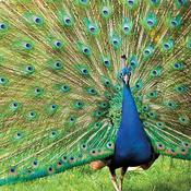 Greeting cards Peacock image