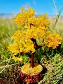 Tree of Life Large Gem Stone Citrine Crystal Tree Crystal Tumbled Stone Feng Shui Tree of Life Gems Money Tree Office Decorations Decoration  +- 35cm image