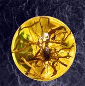 Natural Fossil Amber Crystal Sphere Featuring Rare Scorpio Insect Inclusion ±70mm image