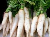 Radish 'Daikon'