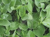 Green Manure 'Field Bean'