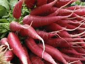Radish 'China Rose'
