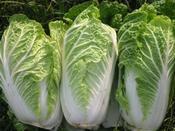 Cabbage (Asian Brassica) 'Osiris F1' image