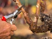 Felco No.6 Compact Secateurs image