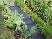 Easy Path - Instant Garden Pathway