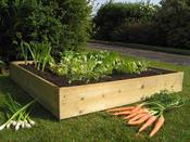 Raised Bed Vegetable Garden For Beginners
