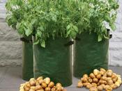Potato Patio Planter Grow Bags image