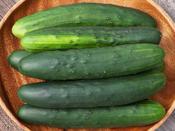 Ridge Cucumber 'Marketmore' image