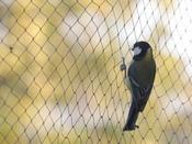 Bird Netting Loose Mesh - 2 m wide - 17 mm x 17 mm